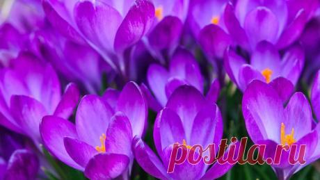 Целебные свойства шафрана