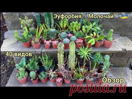 Обзор 40 видов Еуфорбий (Молочай)  для комнатного цветоводства.