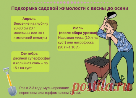 Чем накормить жимолость - Садоводка