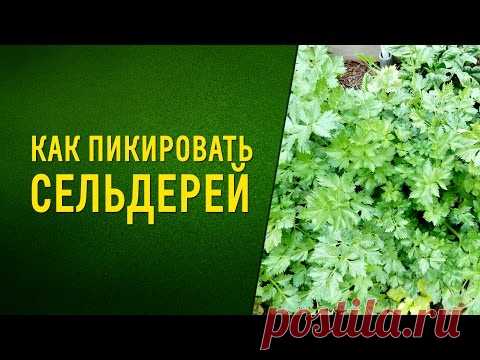 Как пикировать сельдерей How to dive celery