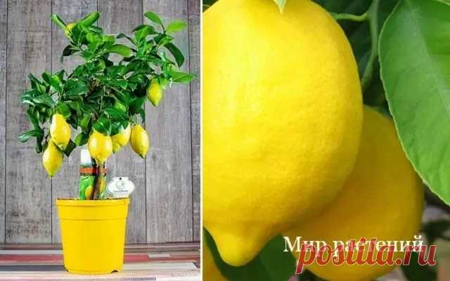 Комнатный лимон сбрасывает листья, почему?