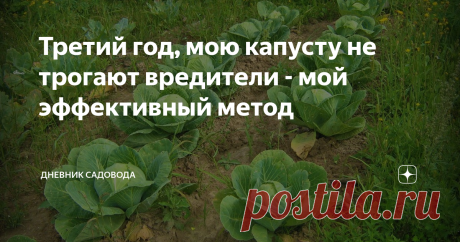 Третий год, мою капусту не трогают вредители - мой эффективный метод Рад видеть вас. Несколько лет тому назад, мне довелось почувствовать на себе, когда вредители, уничтожают большую часть твоего урожая, в данном конкретном случае - это была капуста. Была потрачена уйма сил и времени, но в итоге всё закончилось таким неприятным исходом.
Поэтому к следующей посадке, я решил основательно подготовится, и не дать блошке, белянке трипсе и т.д. хозяйничать на грядке с