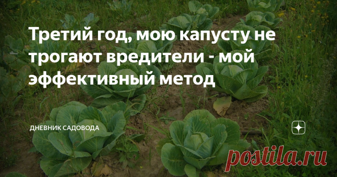 Третий год, мою капусту не трогают вредители - мой эффективный метод Рад видеть вас. Несколько лет тому назад, мне довелось почувствовать на себе, когда вредители, уничтожают большую часть твоего урожая, в данном конкретном случае - это была капуста. Была потрачена уйма сил и времени, но в итоге всё закончилось таким неприятным исходом.
Поэтому к следующей посадке, я решил основательно подготовится, и не дать блошке, белянке трипсе и т.д. хозяйничать на грядке с