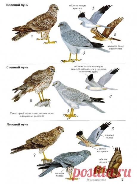 Кочующий степной лунь • Оскар Сайфуллин • Научная картинка дня на «Элементах» • Орнитология