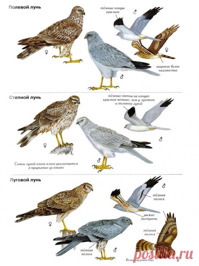 Кочующий степной лунь • Оскар Сайфуллин • Научная картинка дня на «Элементах» • Орнитология