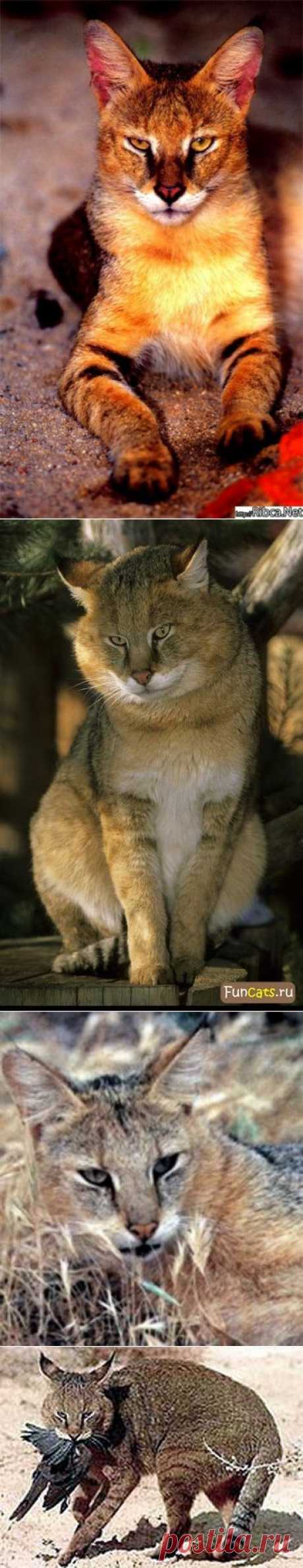 Камышовый кот (Felis chaus)-болотная рысь — Воротила