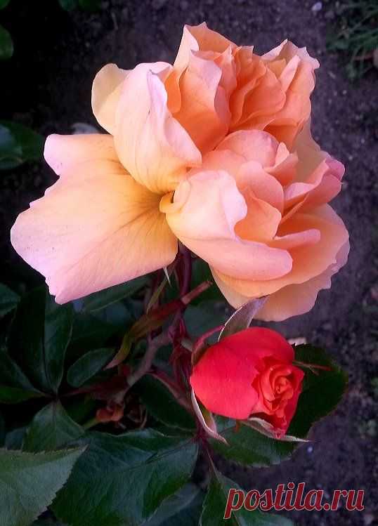 (97) Facebook