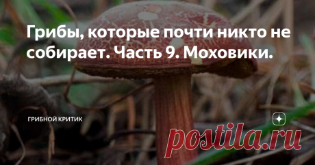 Грибы, которые почти никто не собирает. Часть 9. Моховики. Всем вам здравия и грибов последних на исходе сезона!
В этот раз решил напомнить грибникам, а также обычным читателям, о группе грибов, которые многие игнорируют в лесу. Моховики. Вот, ответьте мне, пожалуйста, положа руку на сердце: вы много собрали этих грибов в своих лесах в этом сезоне?
Варили с ними супы, тушили в сметане, добавляли в начинку для пирогов? Думаю, что очень немногие смогут