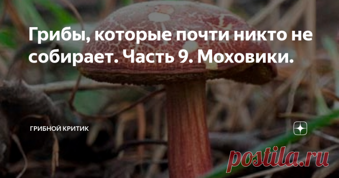 Грибы, которые почти никто не собирает. Часть 9. Моховики. Всем вам здравия и грибов последних на исходе сезона!
В этот раз решил напомнить грибникам, а также обычным читателям, о группе грибов, которые многие игнорируют в лесу. Моховики. Вот, ответьте мне, пожалуйста, положа руку на сердце: вы много собрали этих грибов в своих лесах в этом сезоне?
Варили с ними супы, тушили в сметане, добавляли в начинку для пирогов? Думаю, что очень немногие смогут