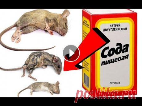Как избавиться от мышей за 001 Секундочку! Как избавиться от мышей за 001 Секундочку!,как избавиться от мышей, как избавиться от крыс, борьба с мышами, мыши, борьба с крысами, как избавиться от...