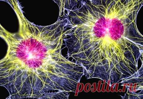 Раковые клетки: что это такое, анализ, исследование, животное