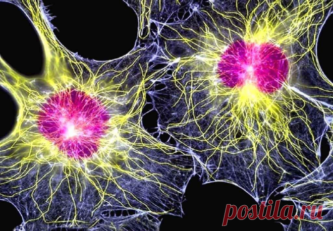 Раковые клетки: что это такое, анализ, исследование, животное