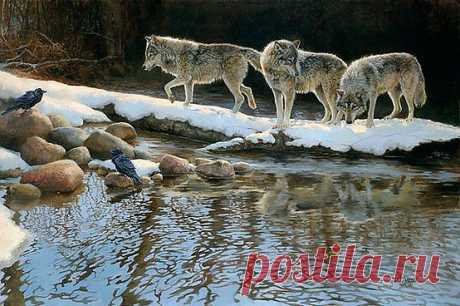 Wolves | WOLVES
