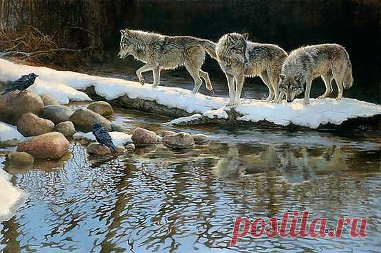 Wolves | WOLVES
