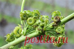 Просвирники