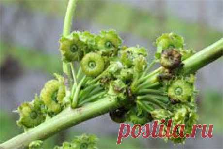 Просвирники