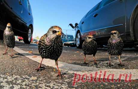 Фото под названием «Лондонская банда скворцов» победила в категории «Природа в городе». (Фото: Tomos Brangwyn/British Wildlife Photography Awards 2015).