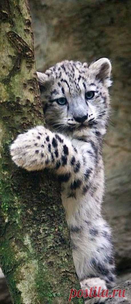 Snow Leopard Cub &quot;also called ghost cats because they never let themselves be seen. Beautiful things don't ask for attention.&quot;--The Secret Life of Walter Mitty   |  Пин от пользователя Sergio Deon на доске Leopardi