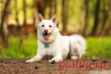 Красавчик Амир в добрые руки. — животные в дар | Птичка.ру