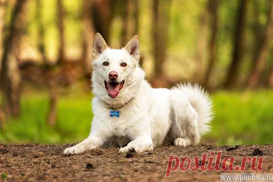 Красавчик Амир в добрые руки. — животные в дар | Птичка.ру