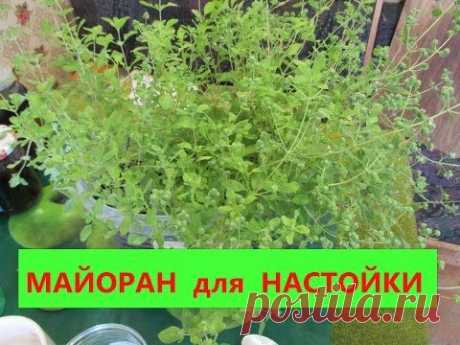 ▶ Настойка самогона на МАЙОРАНЕ. Это надо сделать. - YouTube