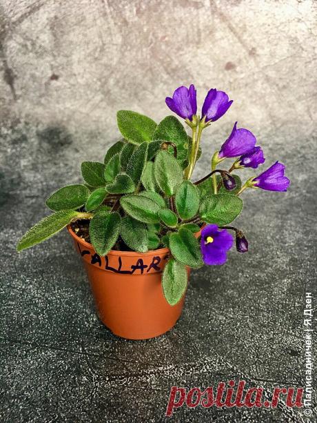 Фиалки. Занимательная морфология. Часть 1 | Палисадничек | Яндекс Дзен