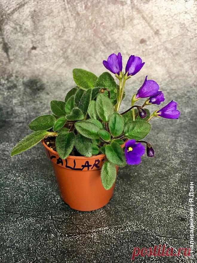 Фиалки. Занимательная морфология. Часть 1 | Палисадничек | Яндекс Дзен