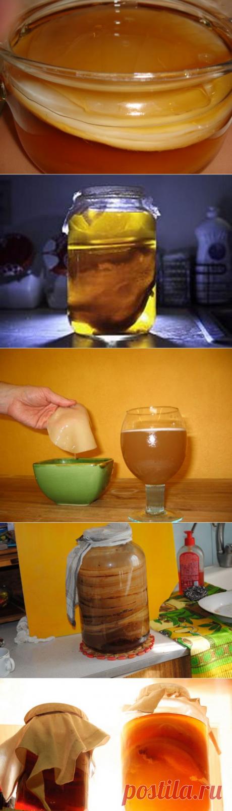 Чайный гриб. Все секреты напитка | ЖЕНСКИЙ МИР