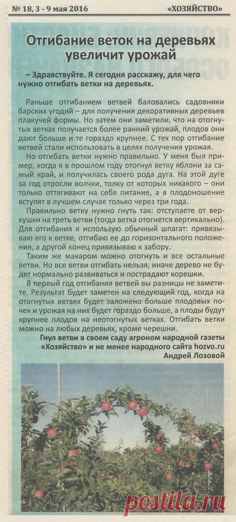 Отгибание веток на деревьях увеличит урожай