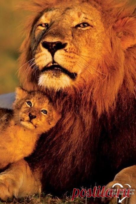 Мужчину в моих глазах украшают только три вещи: порядочность, характер и поступки, а не дешёвые понты, завышенная самооценка и длинный язык