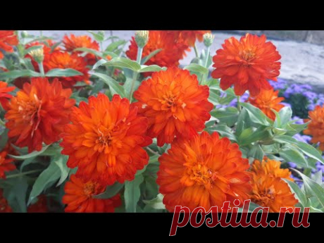 ЦВЕТЫ🎀 ЦВЕТУЩИЕ ВСЕ ЛЕТО ДО ЗИМЫ🌷🌷🌷