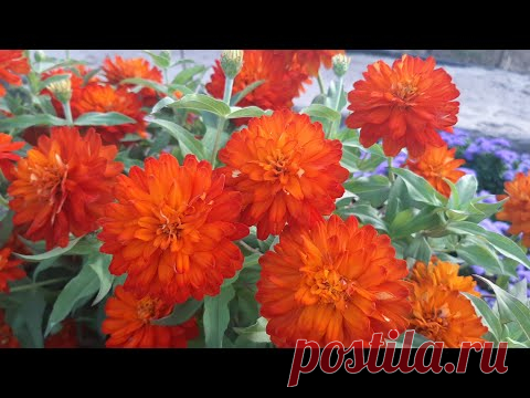 ЦВЕТЫ🎀 ЦВЕТУЩИЕ ВСЕ ЛЕТО ДО ЗИМЫ🌷🌷🌷