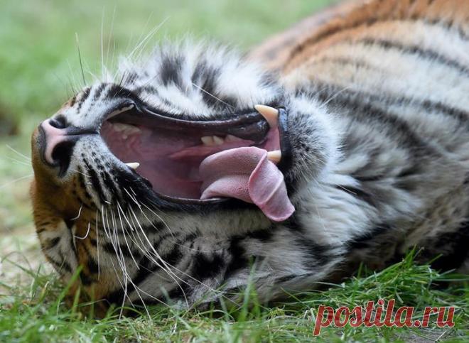 Жизнь животных на фотографиях