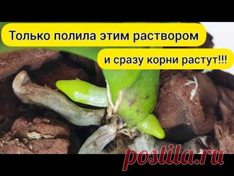 После такого ☝ полива КОРНИ ОРХИДЕИ РАСТУТ и растут // Быстро НАРАСТИТЬ КОРНИ орхидеи