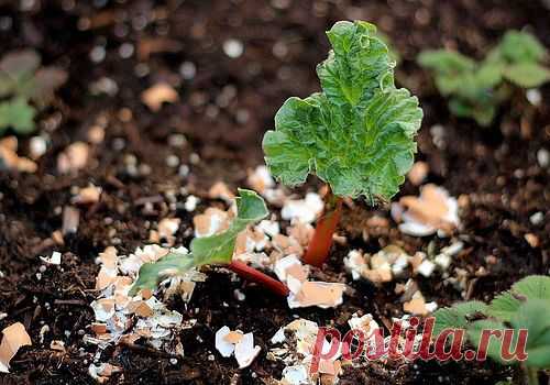 ГОТОВИМ УДОБРЕНИЕ ИЗ ЯИЧНОЙ СКОРЛУПЫ

Куриные яйца – один из самых распространенных и часто употребляемых продуктов в любой семье. Использовав содержимое яйца, мы с легкостью выбрасываем скорлупу в мусор, забывая о том, что это – прекрасное удобрение для растений, содержащее легкоусвояемый карбонат кальция, калий, кремний, магний, фосфор и еще около двух десятков элементов таблицы Менделеева.