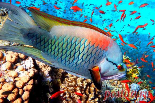 красное море - Поиск в Google