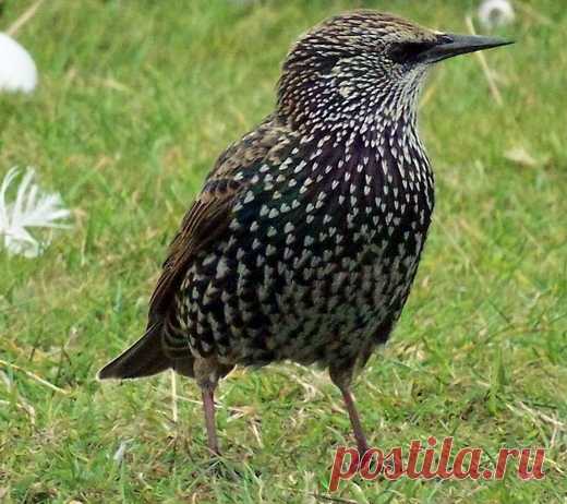 Птицы. Птицы в саду. Кормушка. Скворечник. Покормите птиц. Фото. - Ботаничка.ru