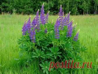 Люпин - спасение для малины! Для того, чтоб ваш малинник был здоров и хорошо плодоносил, я рекомендую посадить на своём участке многолетний люпин. Это растение настоящая панацея для малины. Можно и не сажать, если люпин растёт гд…