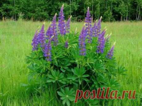 Люпин - спасение для малины! Для того, чтоб ваш малинник был здоров и хорошо плодоносил, я рекомендую посадить на своём участке многолетний люпин. Это растение настоящая панацея для малины. Можно и не сажать, если люпин растёт гд…