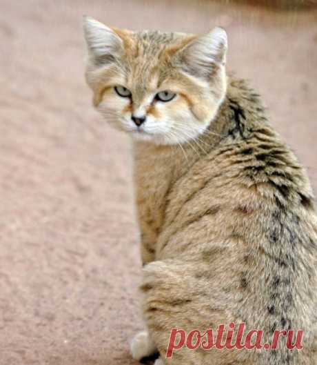 Member Photos: Arabian Sand Cat