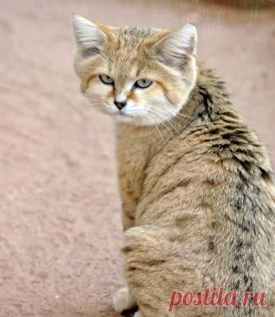 Member Photos: Arabian Sand Cat