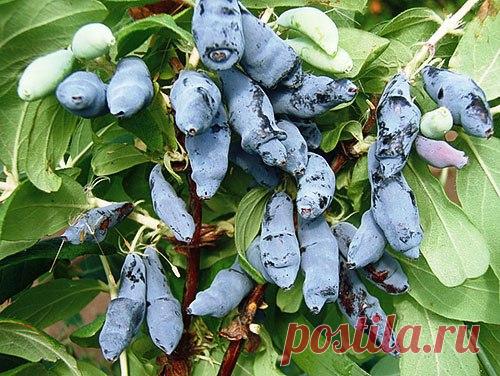 Жимолость на зиму. 10 рецептов

Можно приготовить варенье из жимолости или компотик. С появлением холодильников, где есть камера быстрой заморозки, можно сохранить ягоды практически в первозданном виде. Прекрасной заготовкой станут сушеные плоды. Попробуйте приготовить и ягоды в сахаре. Они очень похожи на клюкву в сахаре.
Показать полностью…