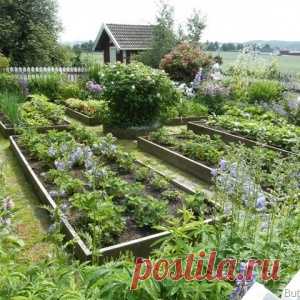 КУХОННЫЕ (ОВОЩНЫЕ) САДЫ