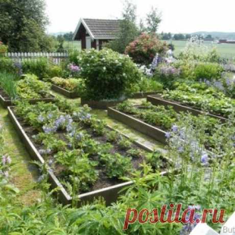 КУХОННЫЕ (ОВОЩНЫЕ) САДЫ