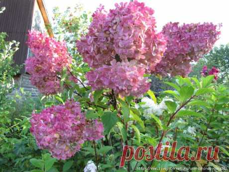 ПРО МОИ МЕТЕЛЬЧАТЫЕ ГОРТЕНЗИИ. ОБЗОРНЫЙ..