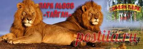 Сафари-парк львов Тайган