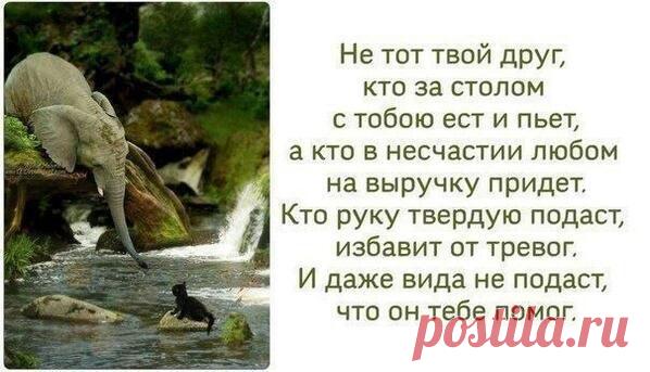 Вот он - настоящий друг