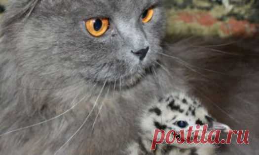 Коты стали родителями для чайки