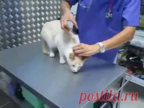 Как быстро деактивировать беспокойного кота