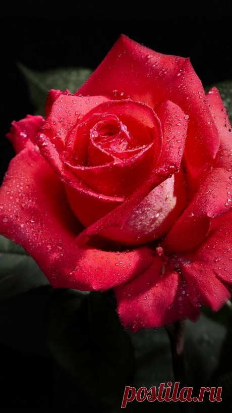 Download Wallpaper 1080x1920 rose, flower, bud, drop, freshness, black background Sony Xperia Z1, ZL, Z, Samsung Galaxy S4, HTC One HD Background